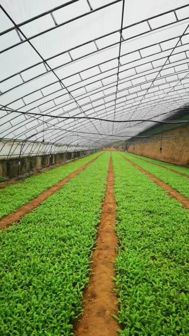 茼蒿，365天有货