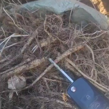 南沙参