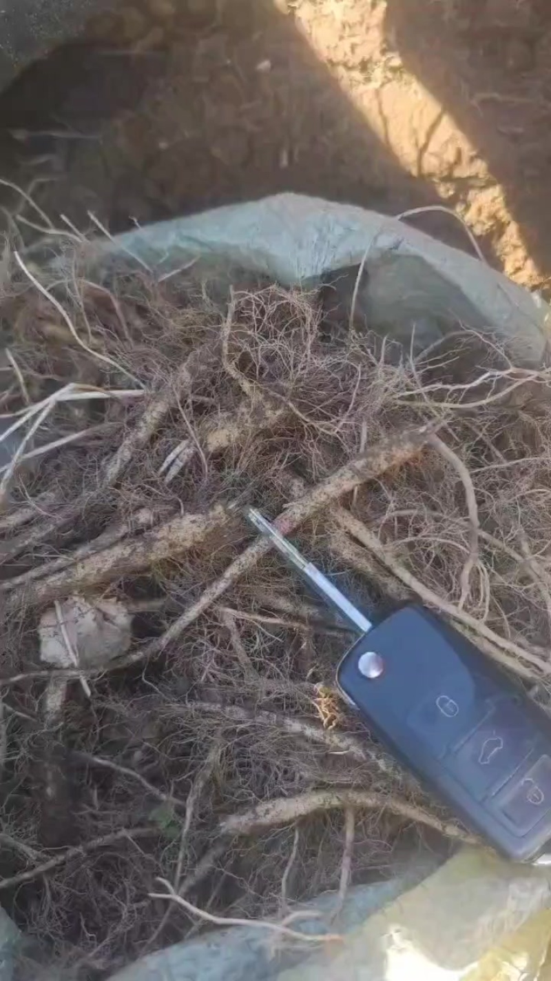 南沙参