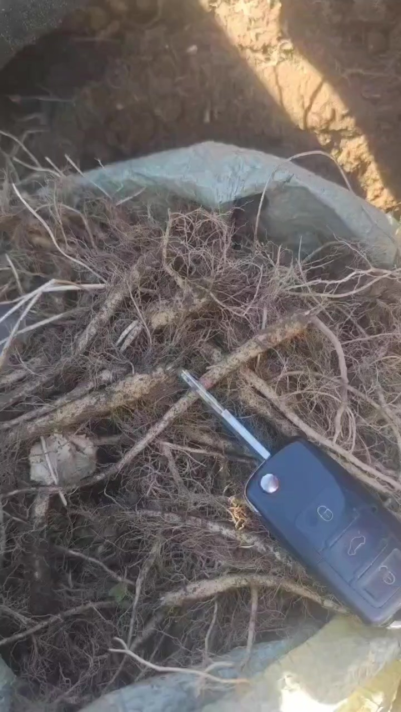 南沙参