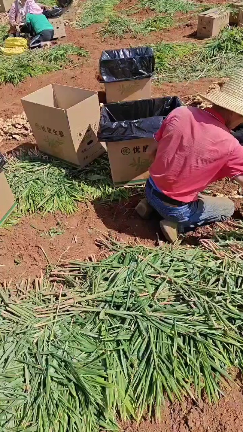 精品生姜，四川成都金堂基地直发，量大从优价格实惠