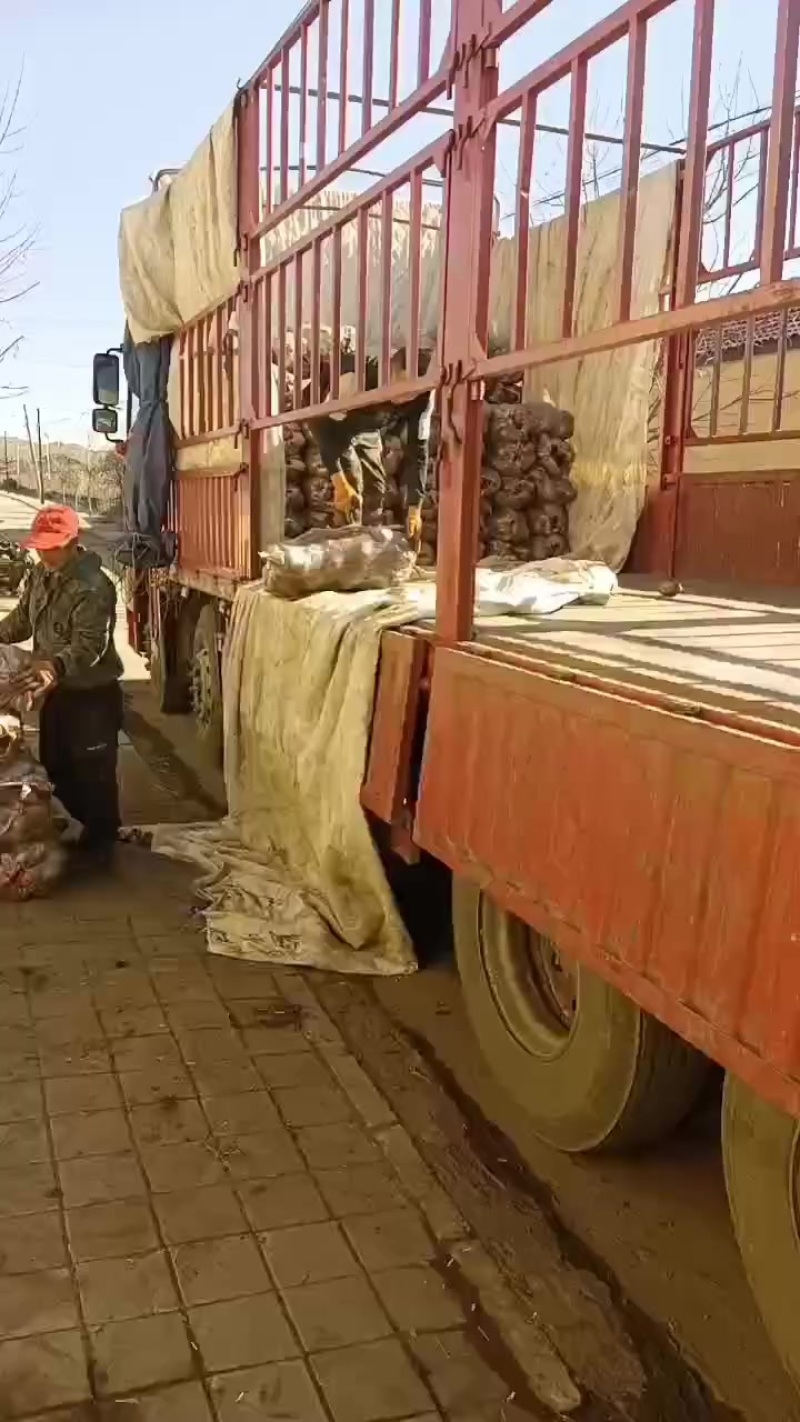 河北黄心土豆大量供应需要老板联系