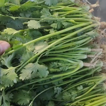 香菜