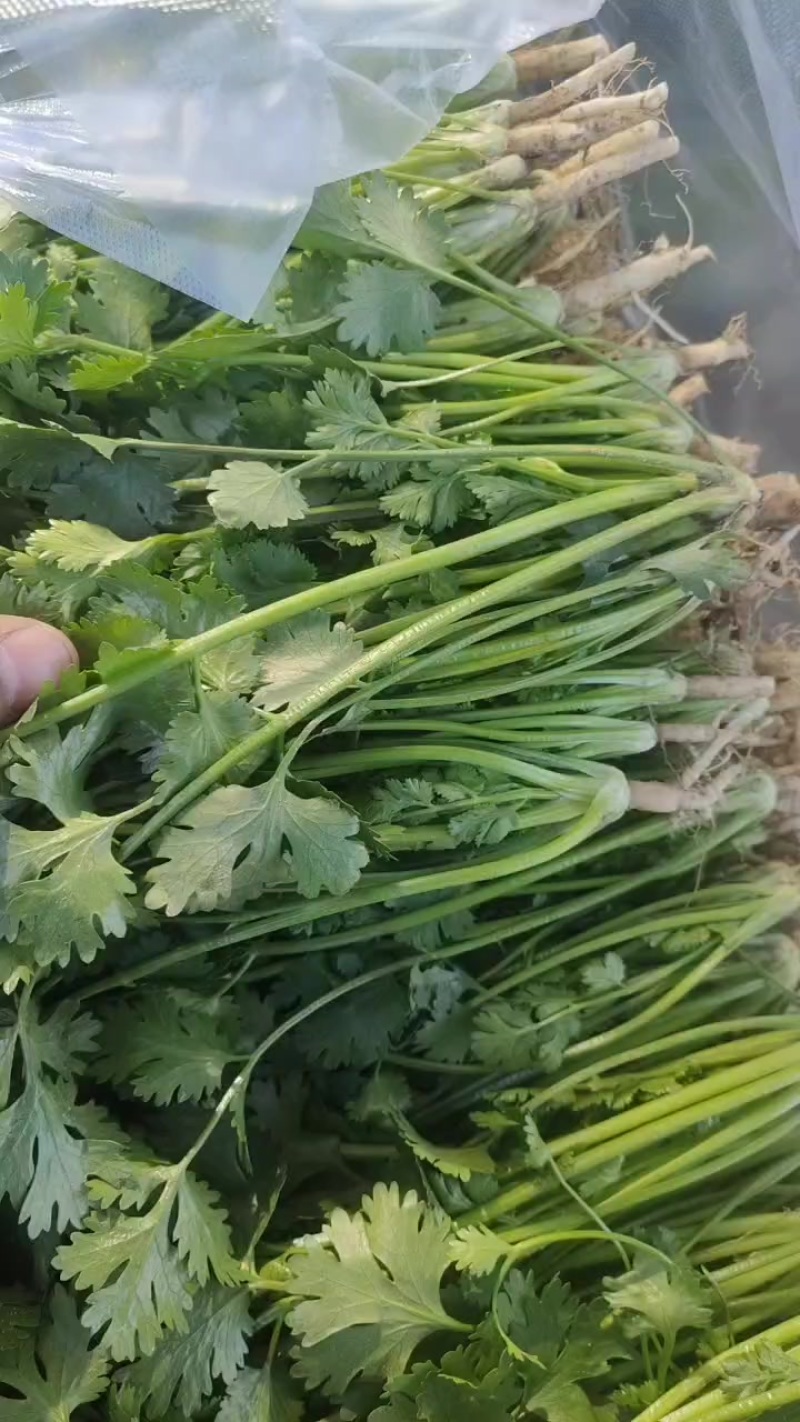 香菜