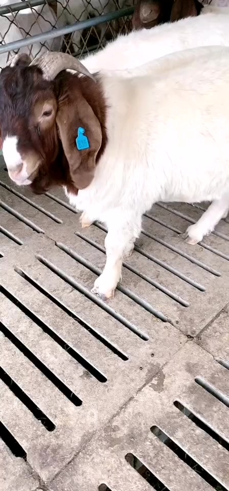 波尔山羊