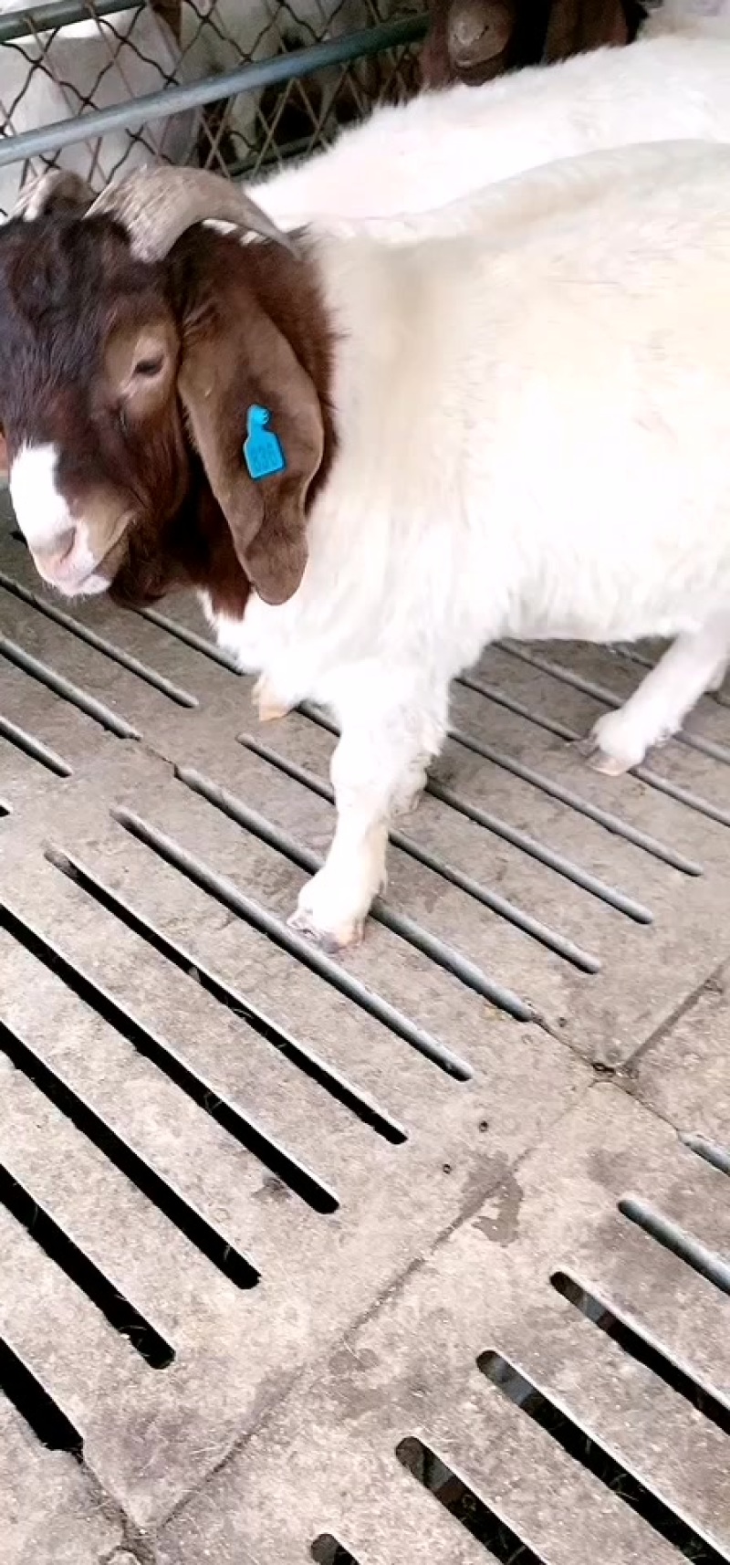 波尔山羊