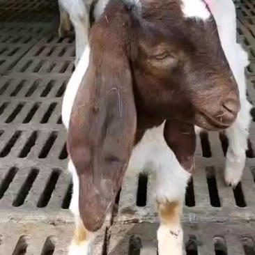 纯种波尔山羊