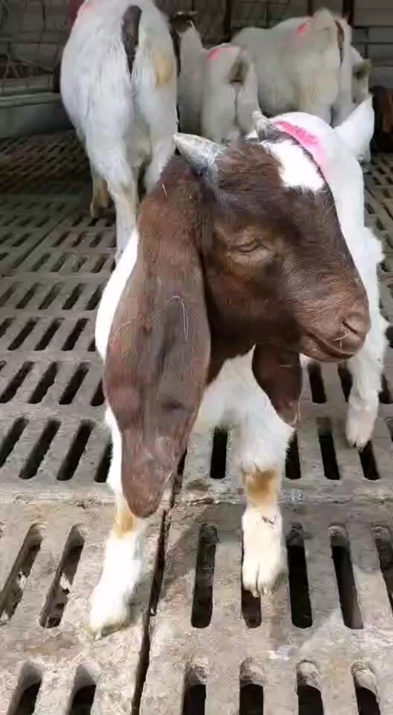 纯种波尔山羊