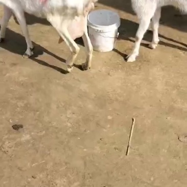 纯种白山羊