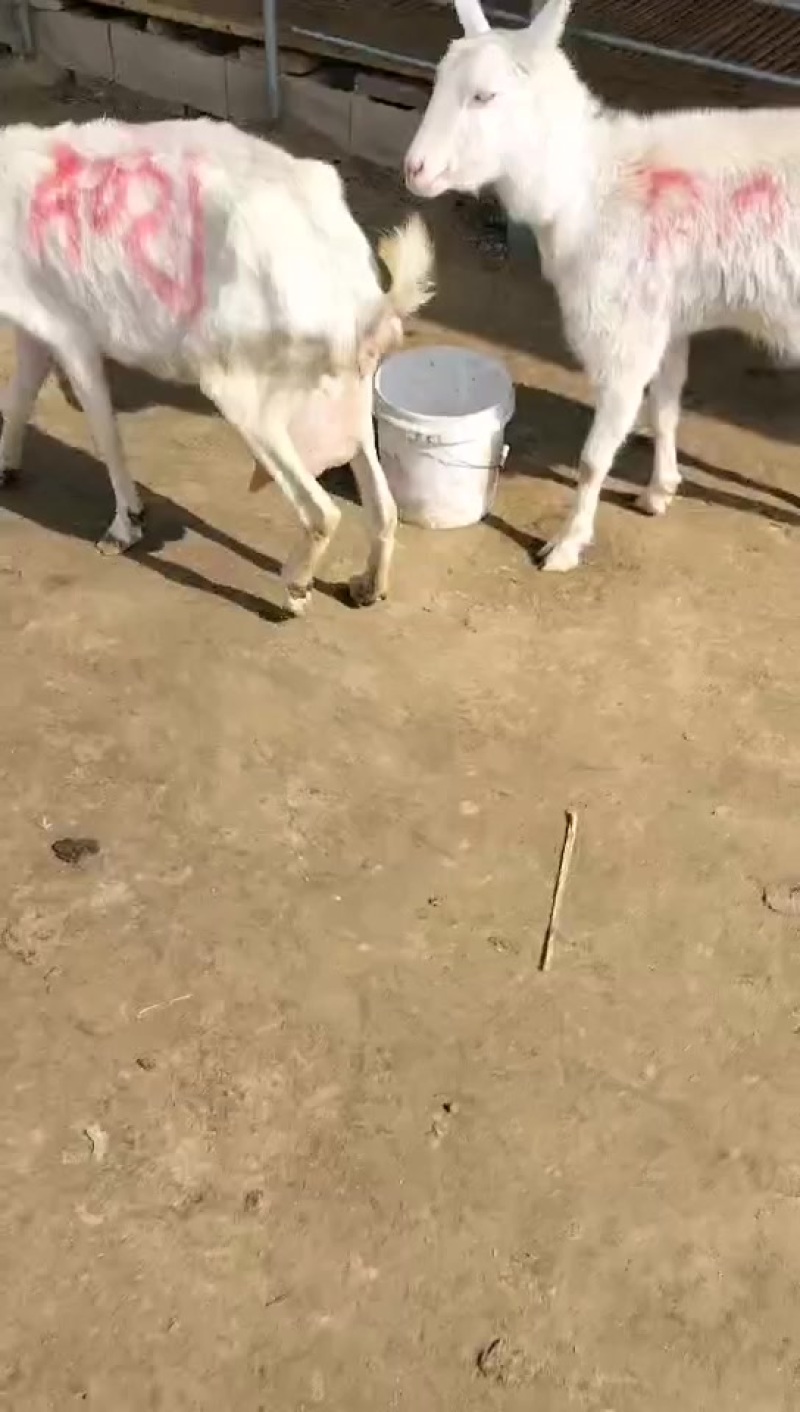 纯种白山羊
