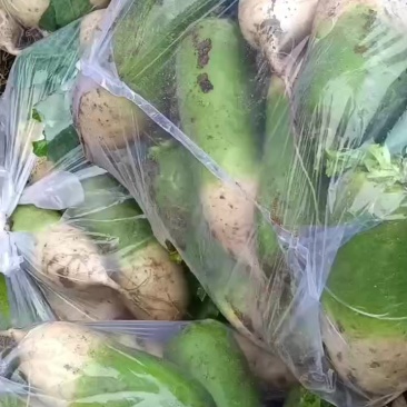 青头萝卜