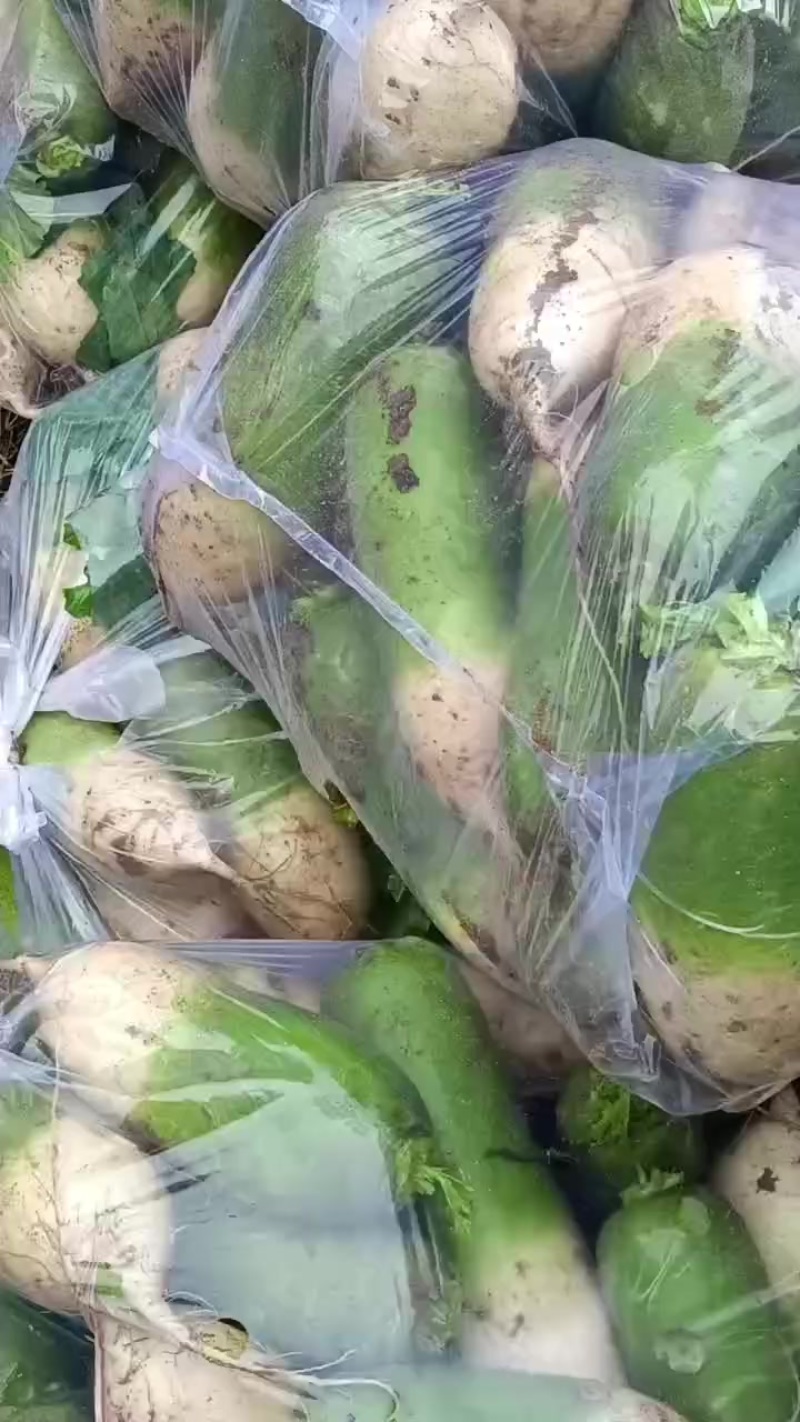 青头萝卜
