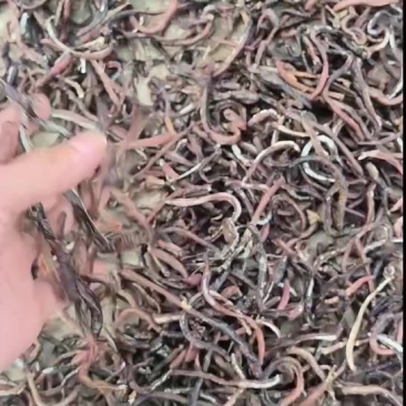 蚯蚓干蚯蚓活蚯蚓地龙分批卖