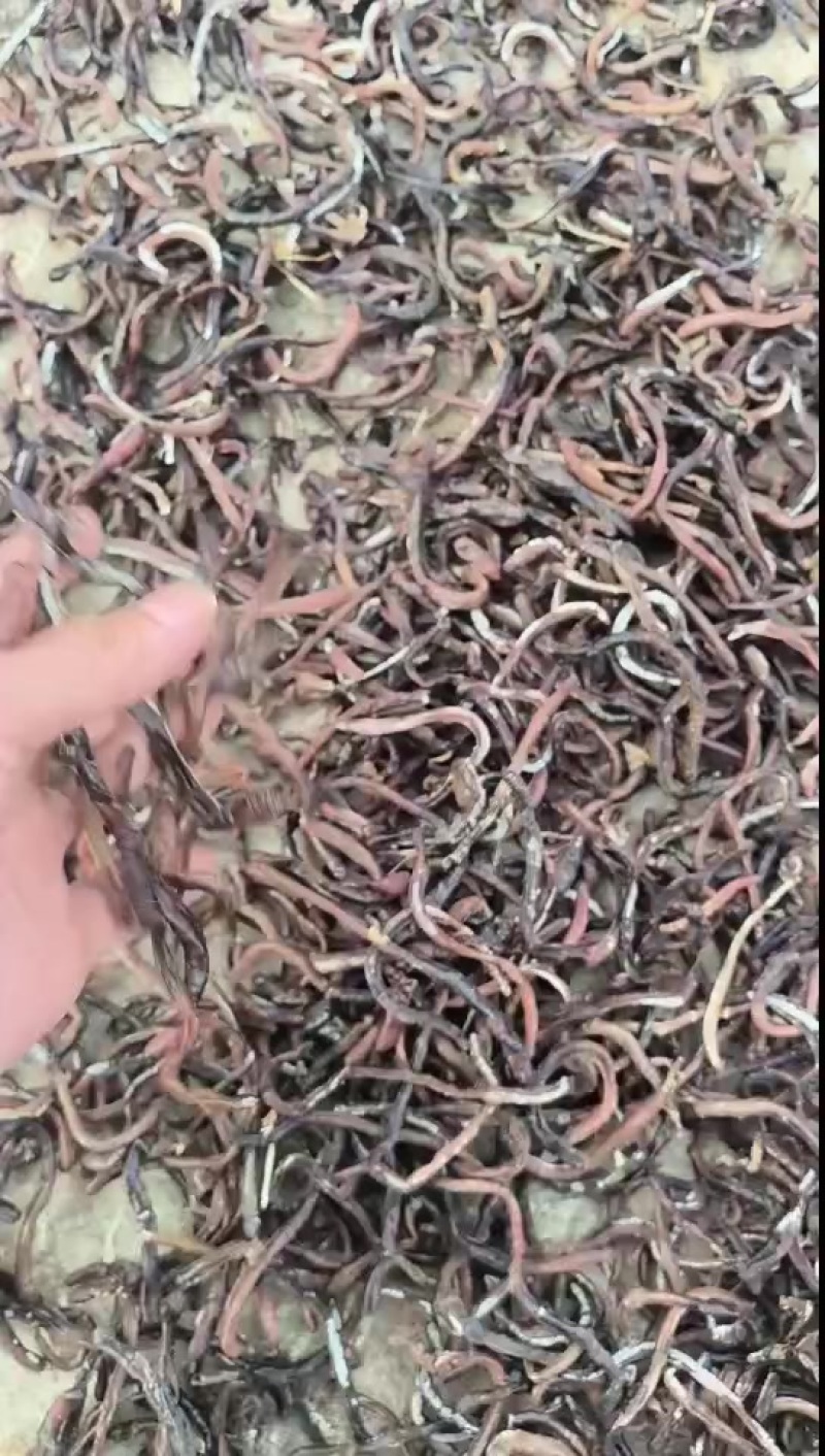 蚯蚓干蚯蚓活蚯蚓地龙分批卖