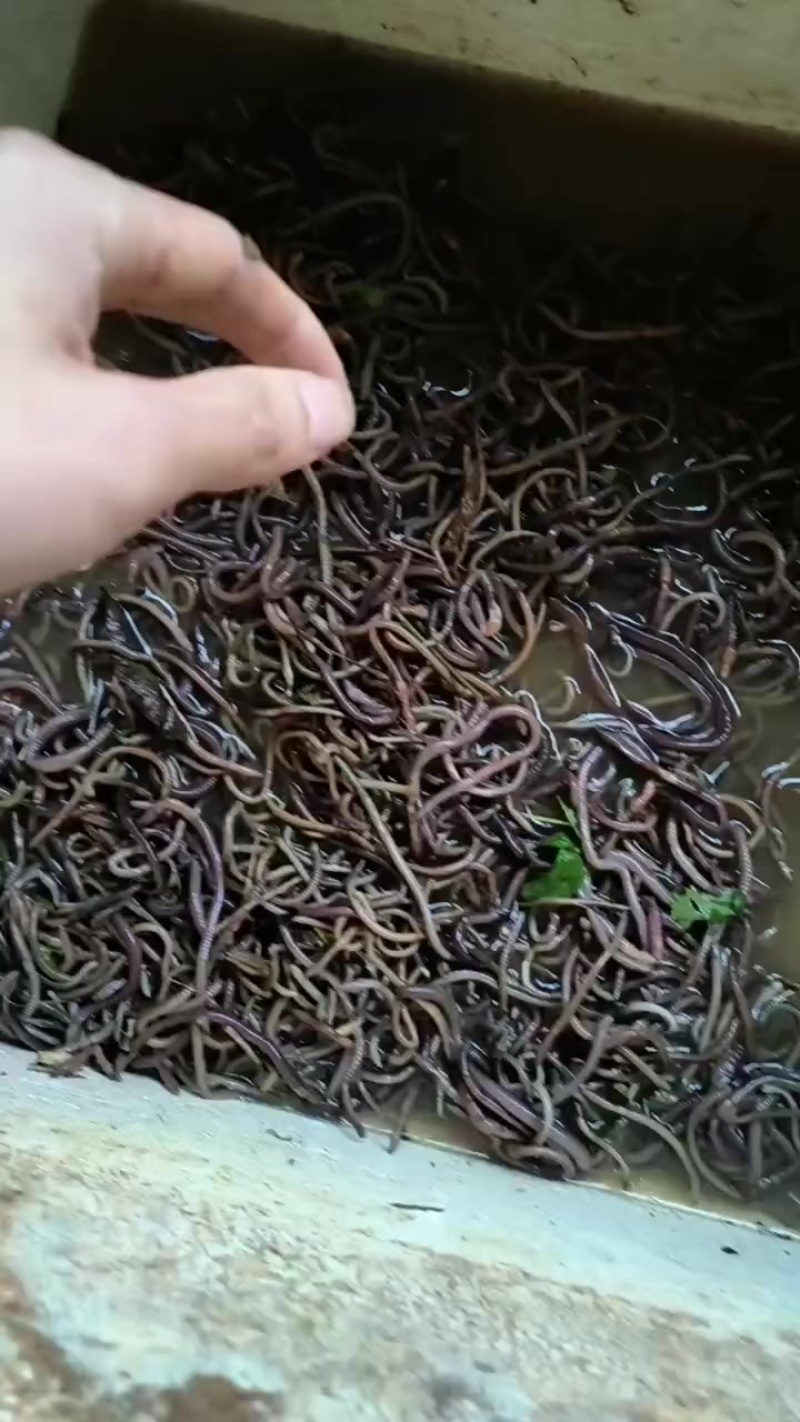 蚯蚓干蚯蚓活蚯蚓地龙分批卖