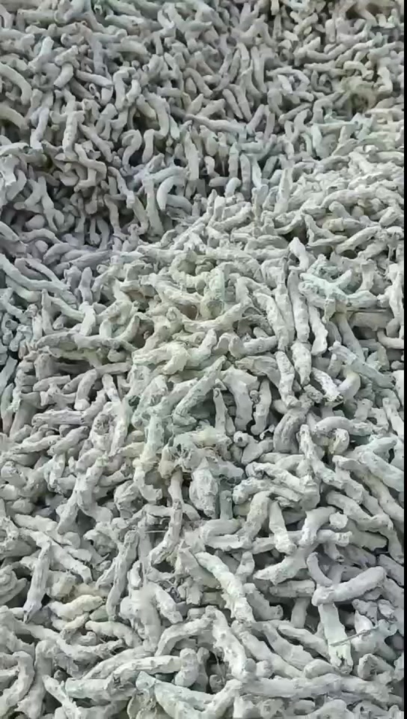 蚯蚓干蚯蚓活蚯蚓地龙分批卖
