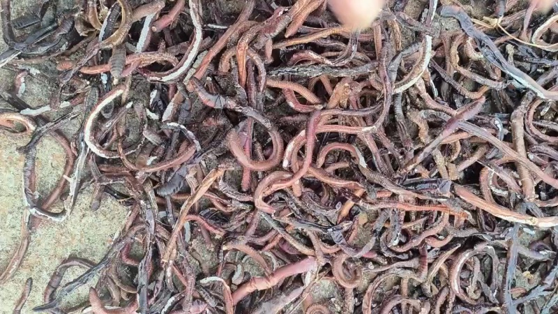 蚯蚓干蚯蚓活蚯蚓地龙分批卖