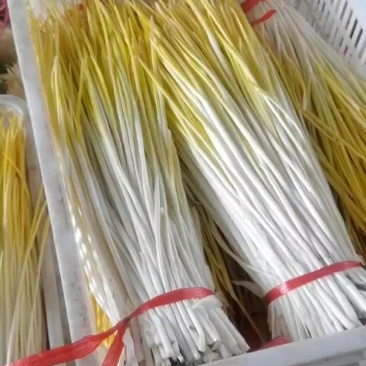 精品蒜黄大量上市，棚头现割，好货多多