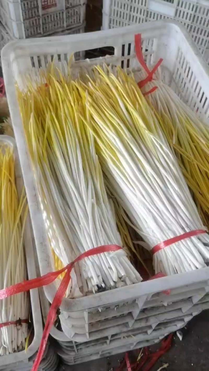精品蒜黄大量上市，棚头现割，好货多多