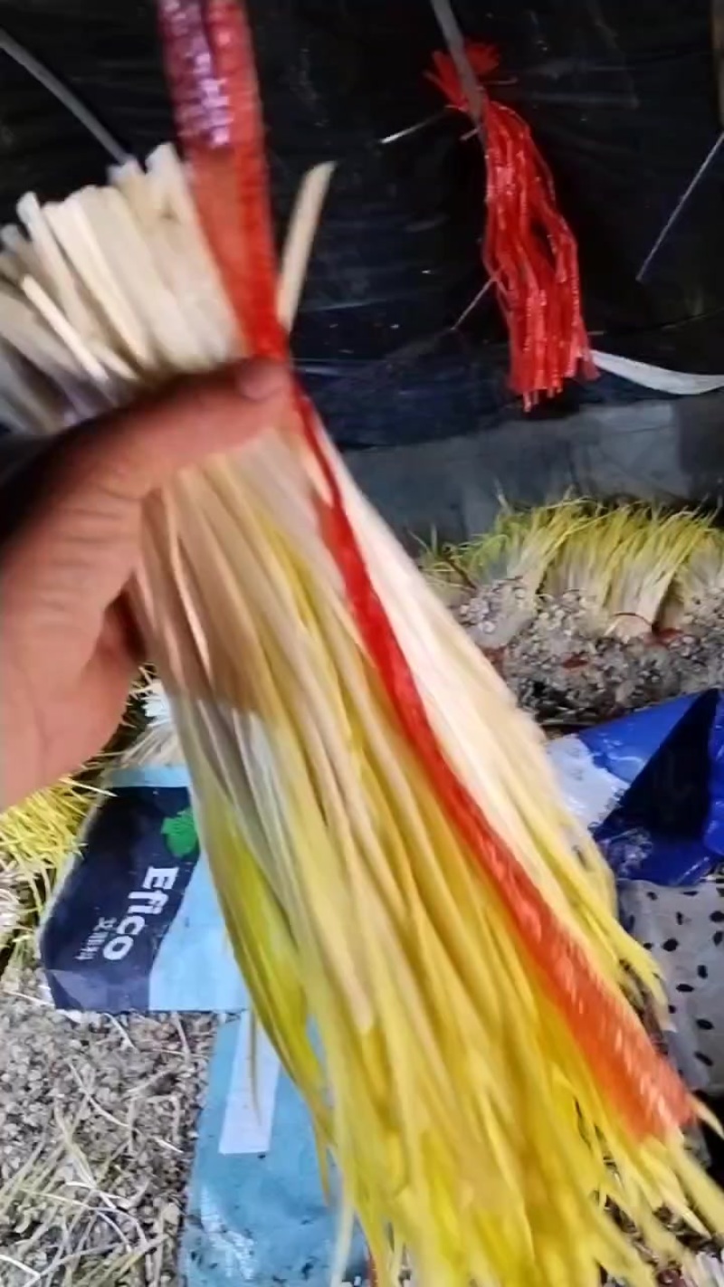 精品蒜黄大量上市，棚头现割，好货多多
