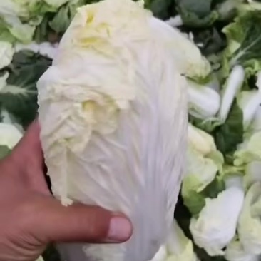 娃娃菜