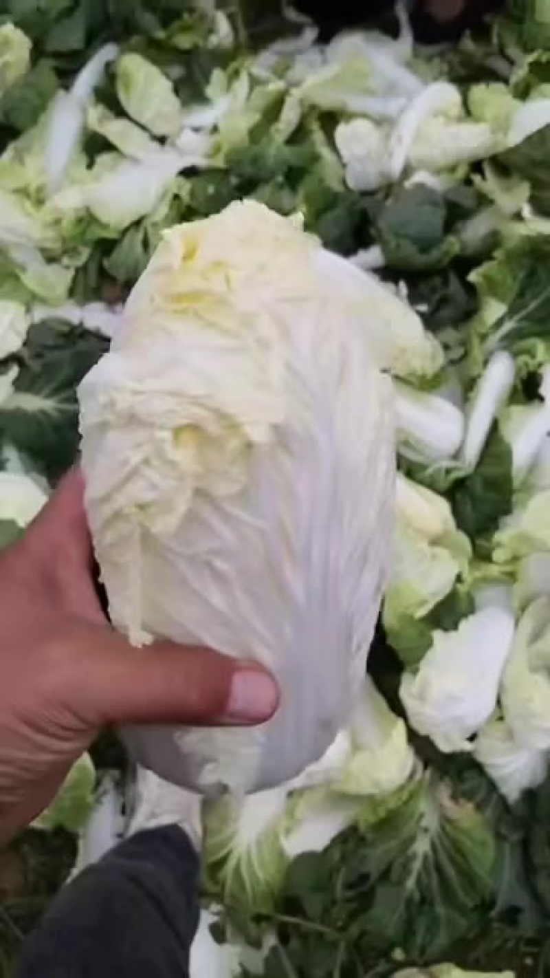 娃娃菜