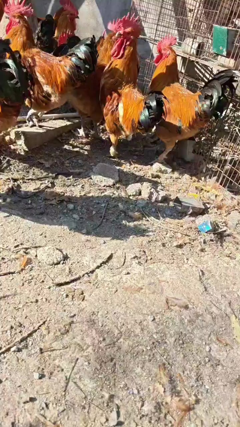 半老鸡出售