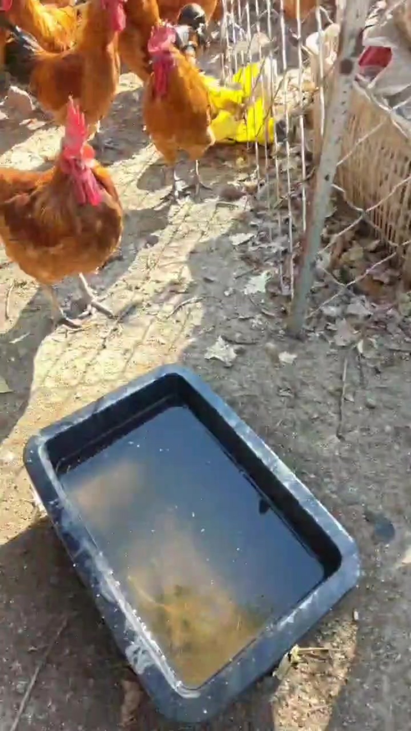 半老鸡出售