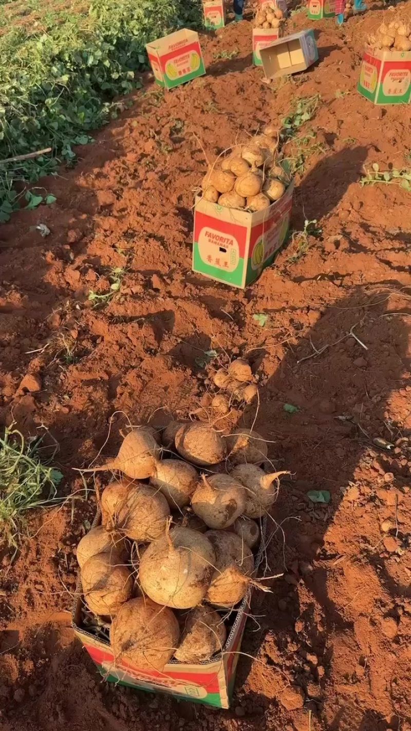 凉薯，白地瓜