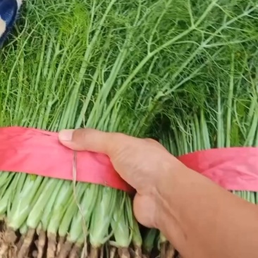 精品茴香