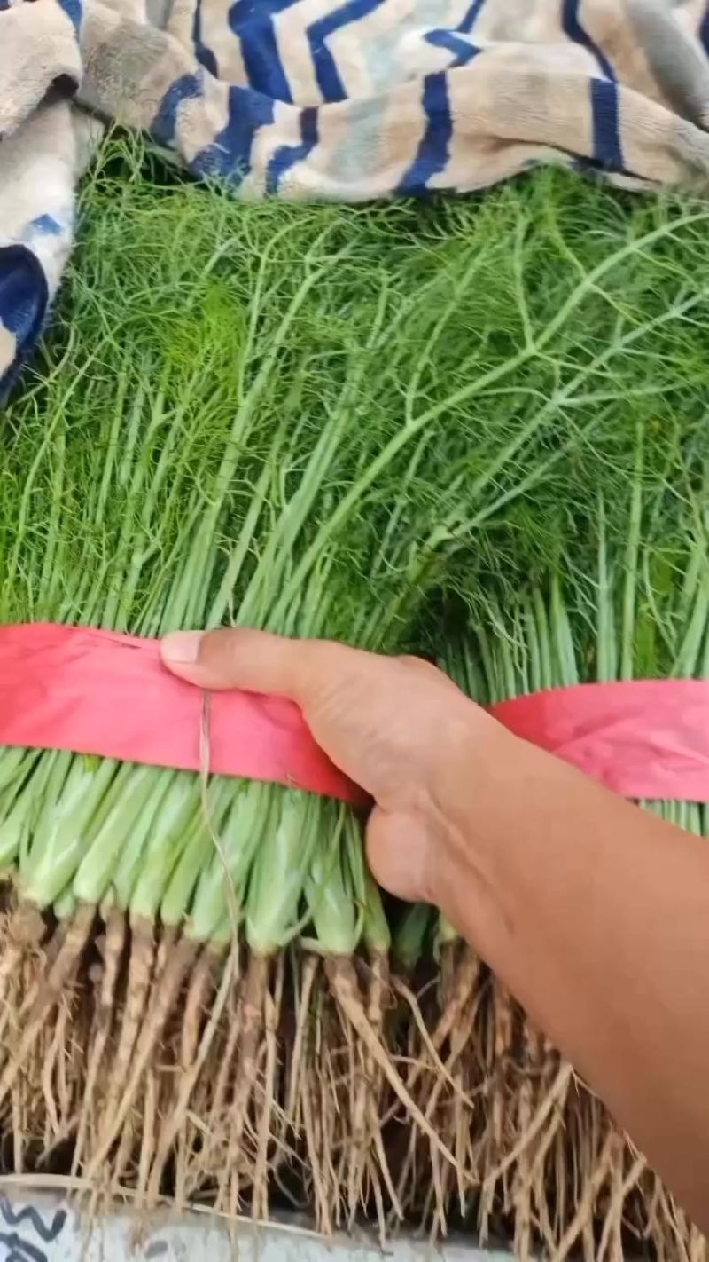精品茴香