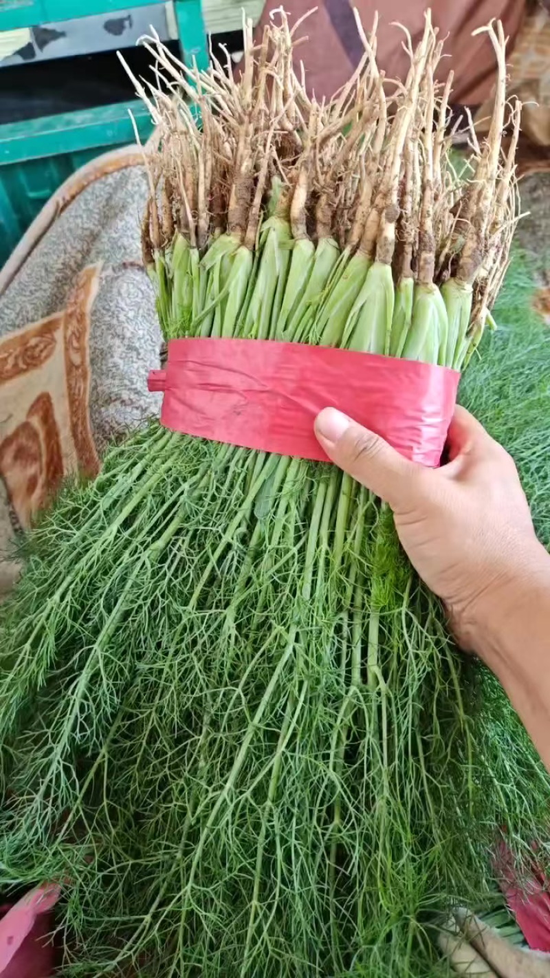 精品茴香