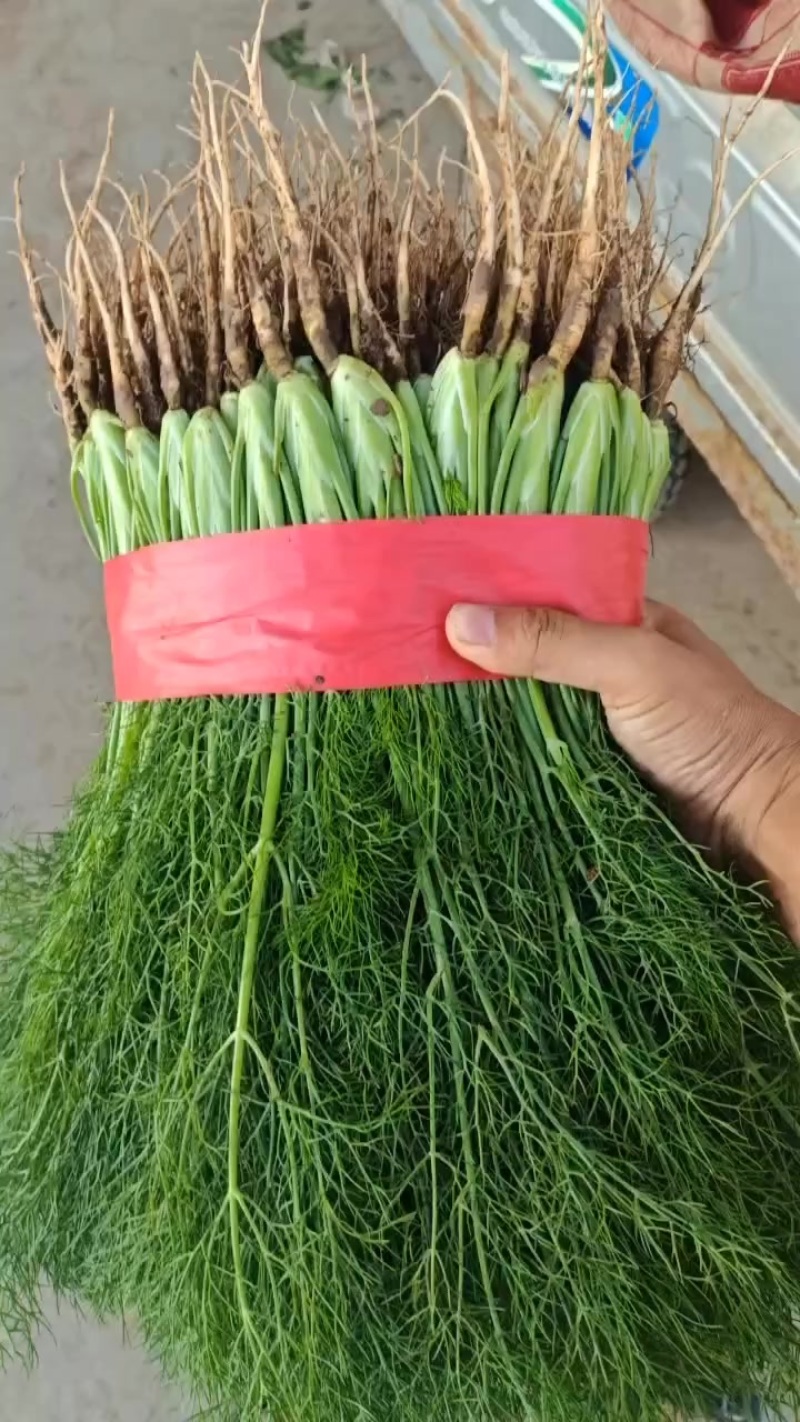 精品茴香