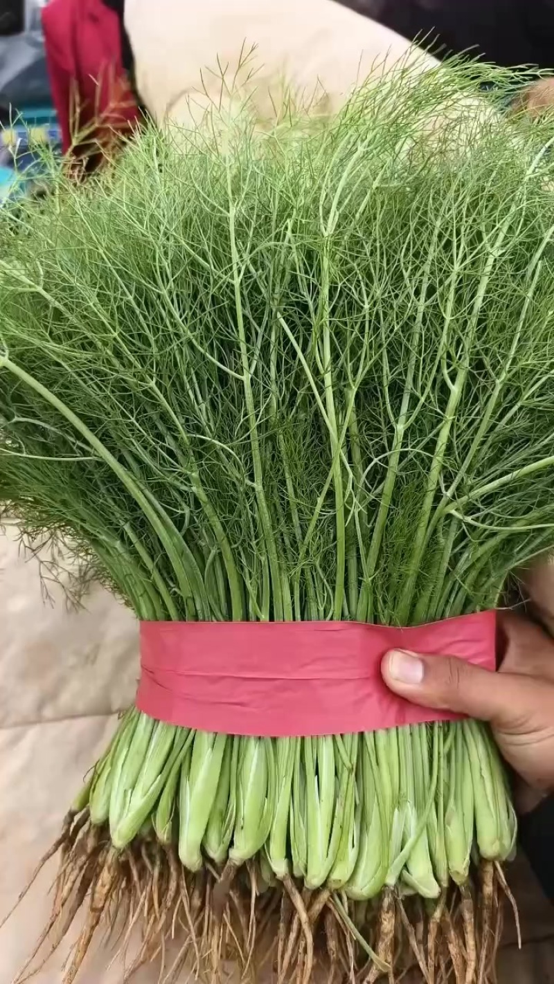 精品茴香