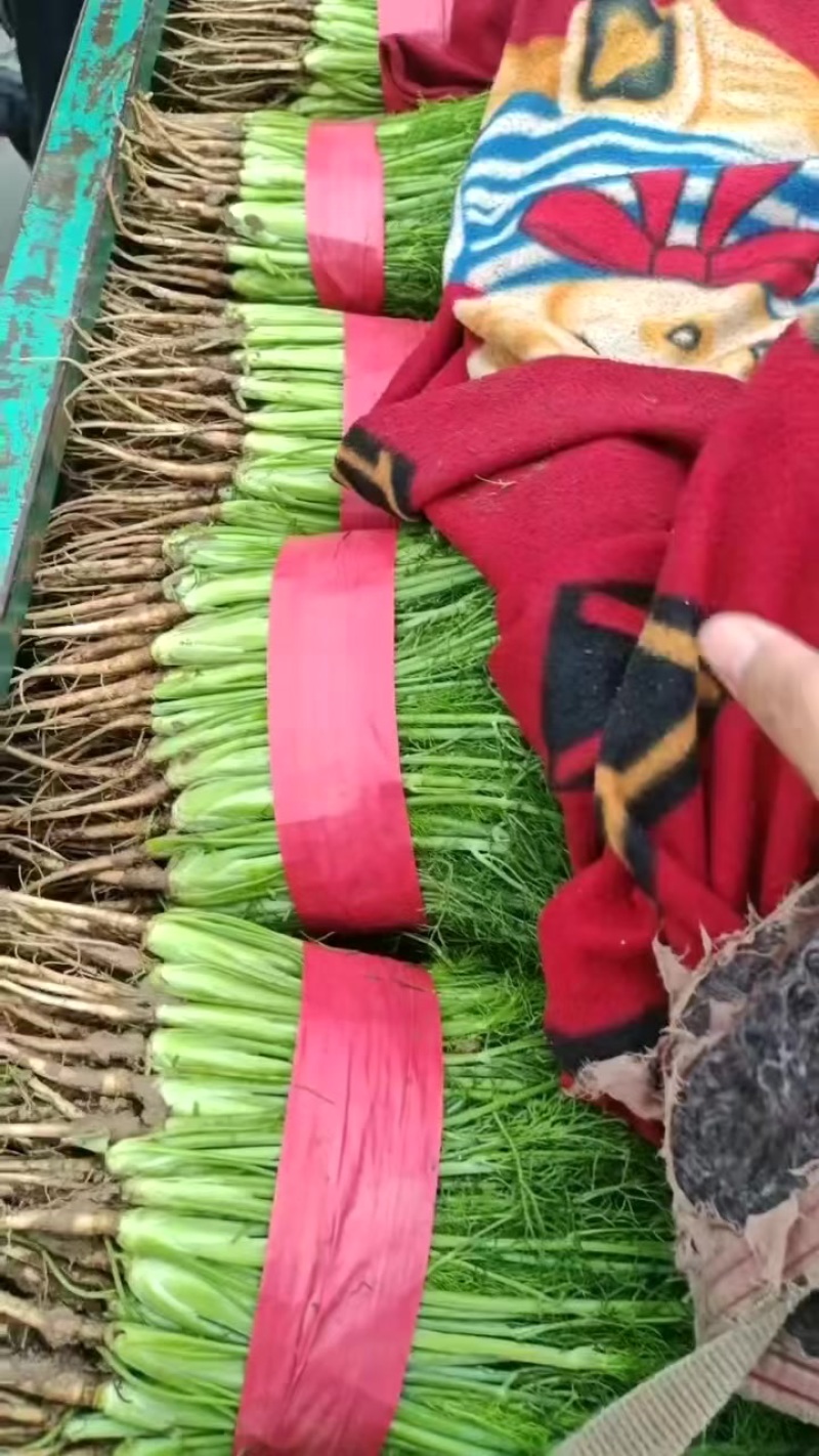 精品茴香