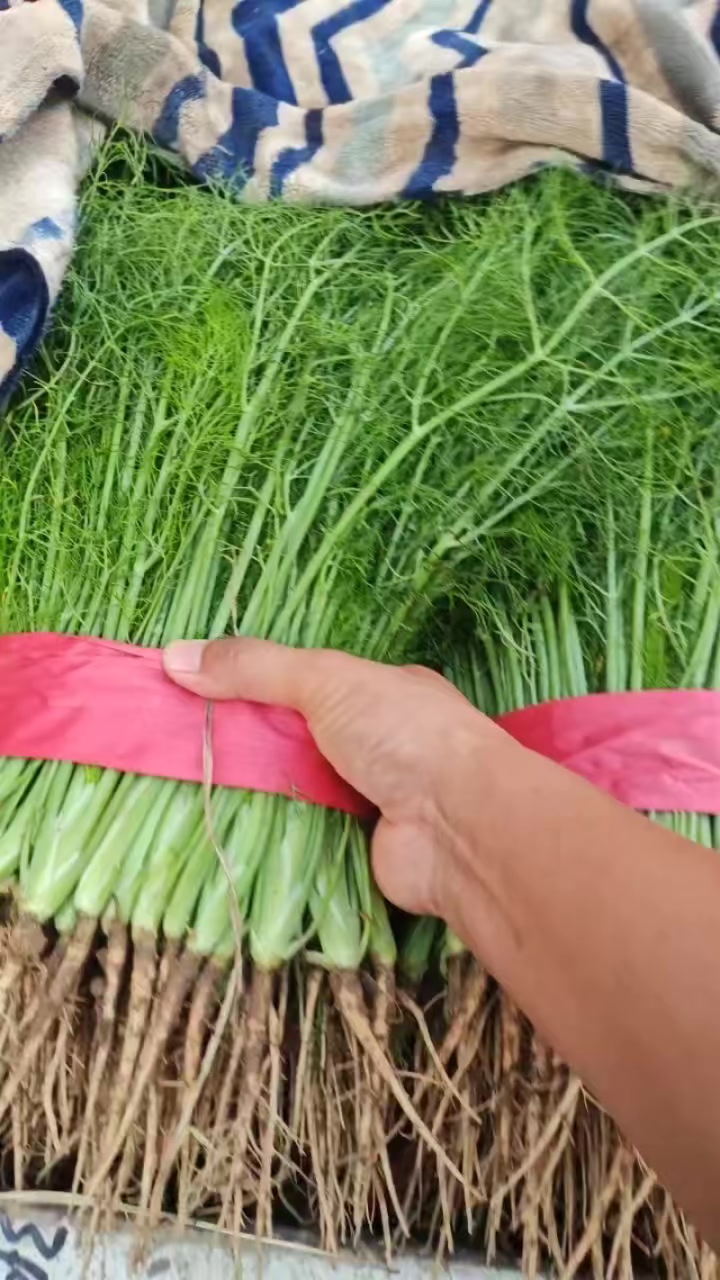 精品茴香