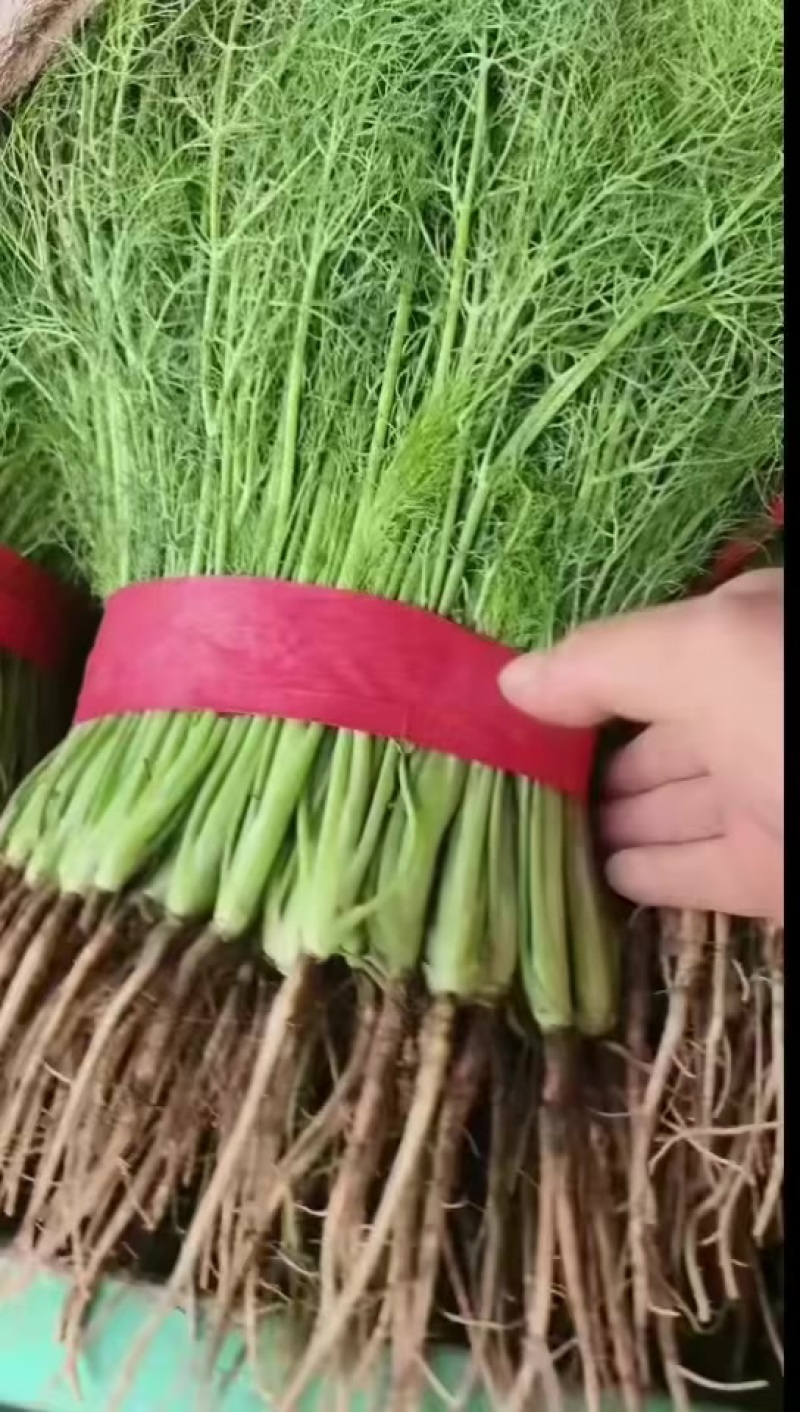 精品茴香