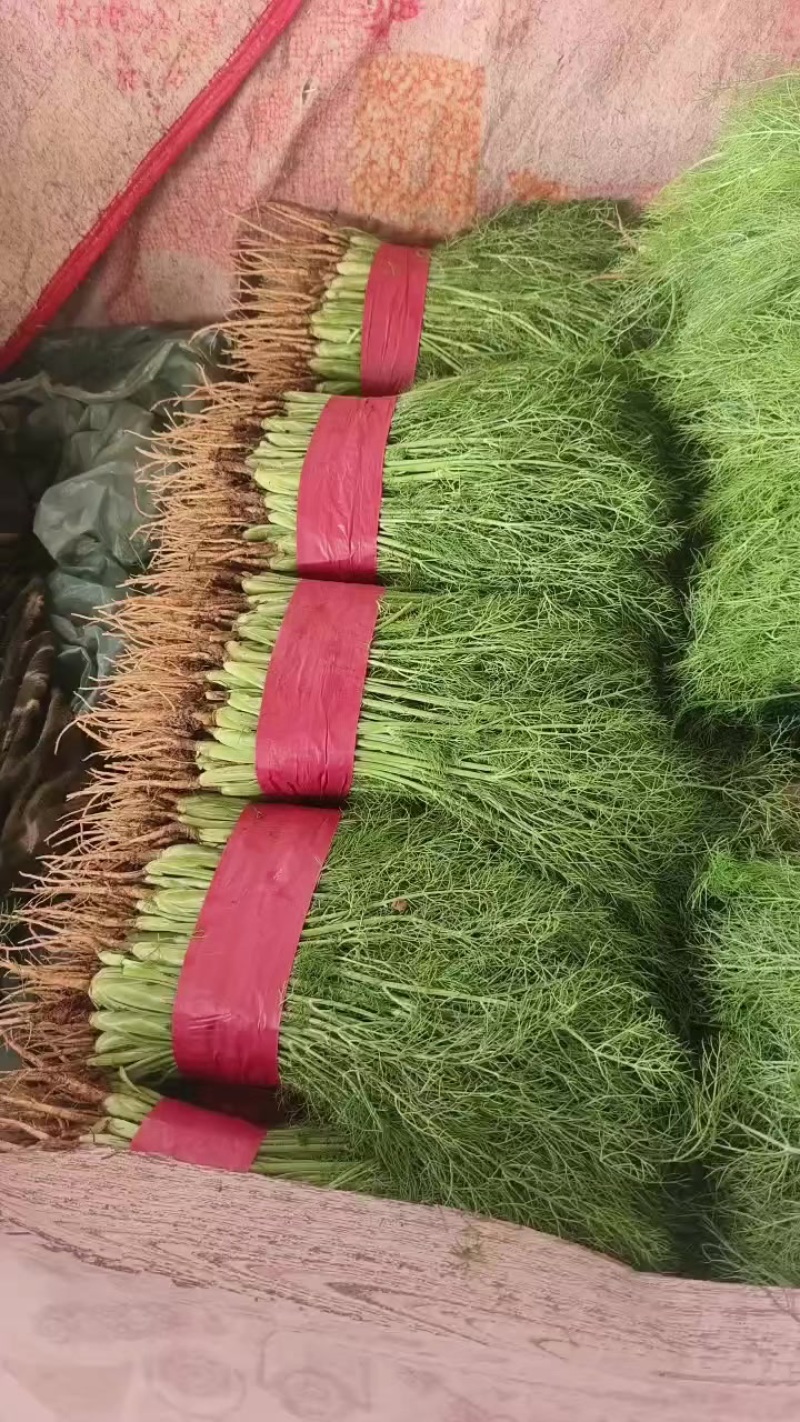 精品茴香
