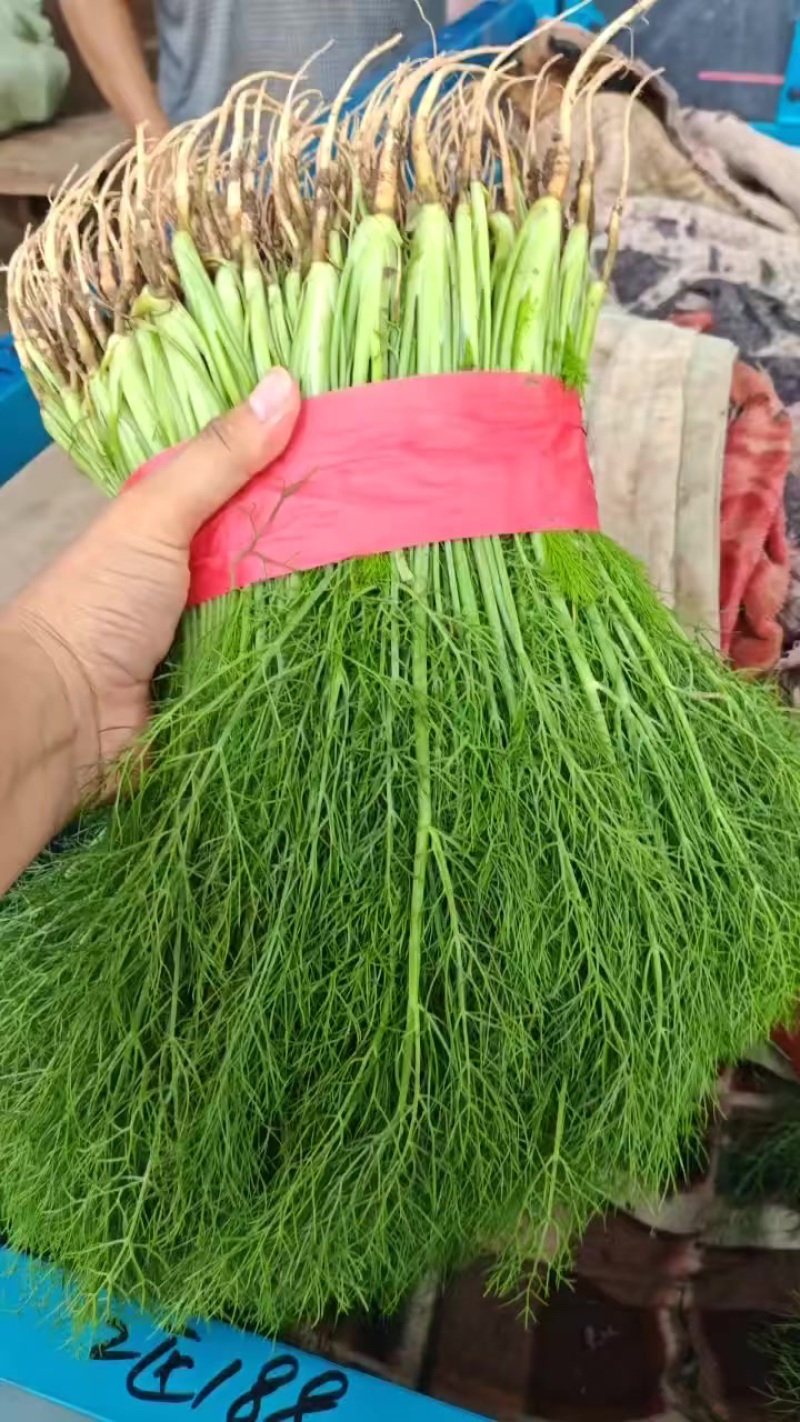 精品茴香