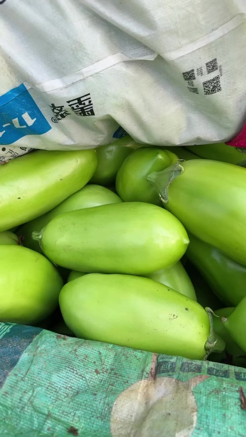 大棚无籽青茄