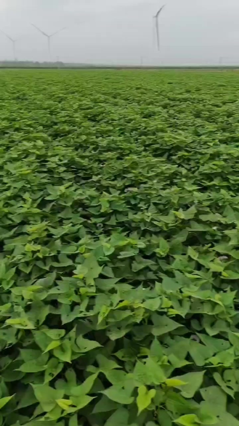 济薯33苗脱毒苗