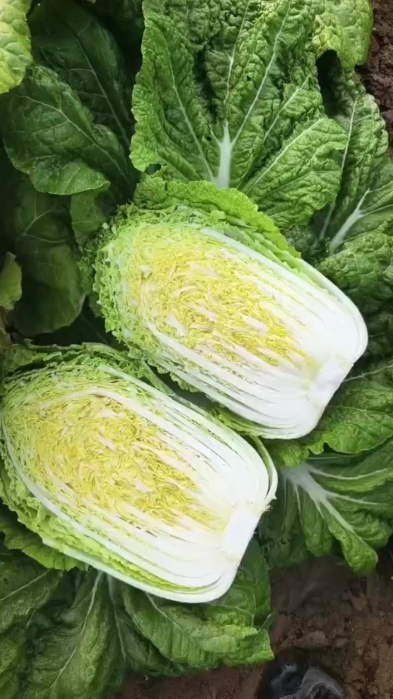 白菜