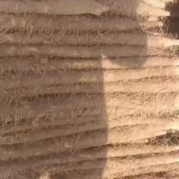 内黄沙土地山药大量上市各种规格全部现货