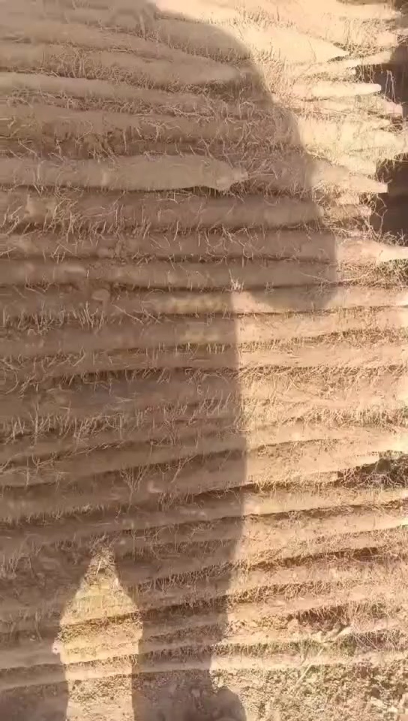 内黄沙土地山药大量上市各种规格全部现货