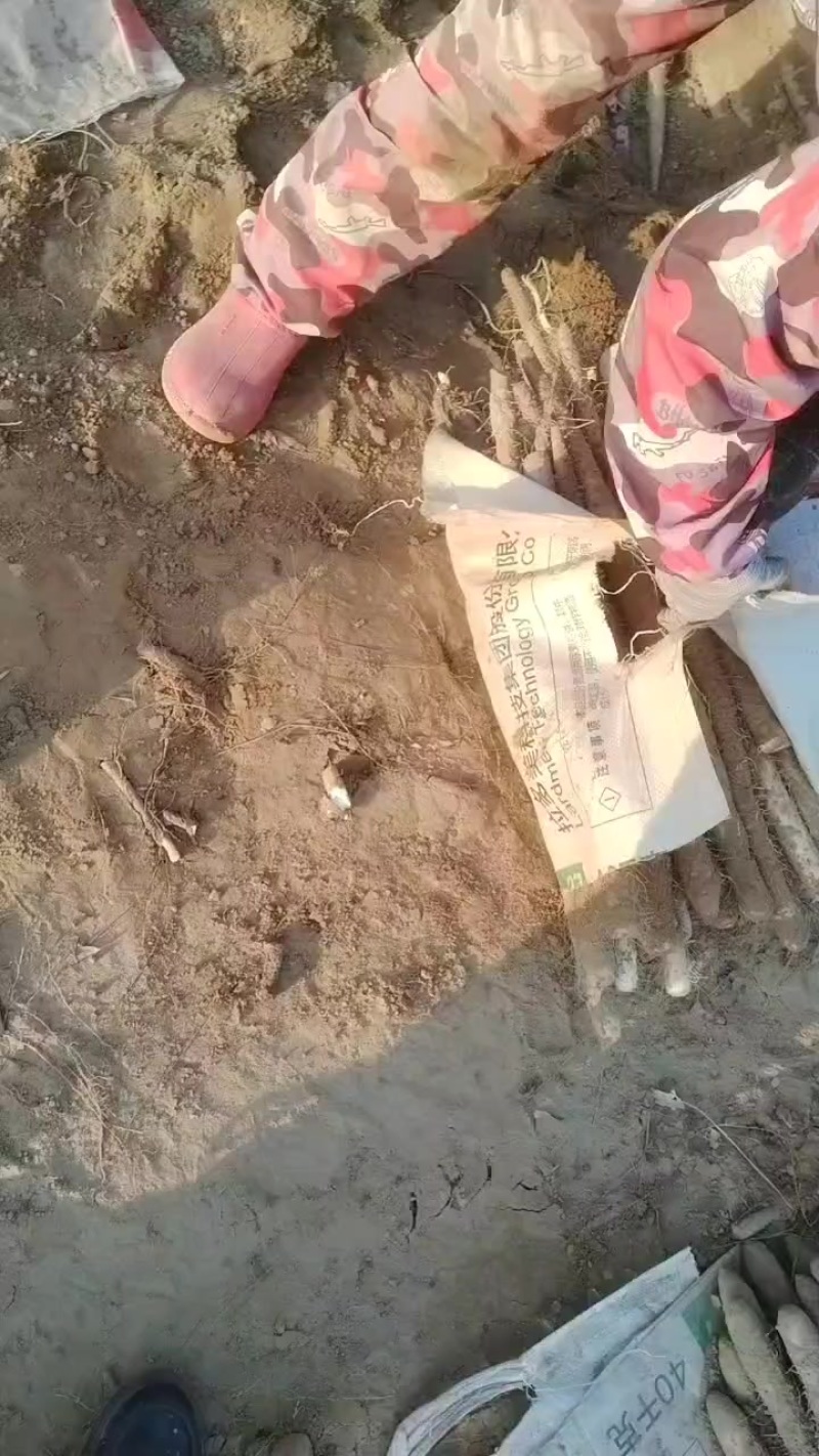 内黄沙土地山药大量上市各种规格全部现货