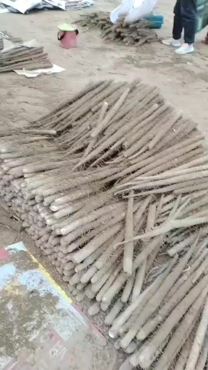 内黄沙土地山药大量上市各种规格全部现货