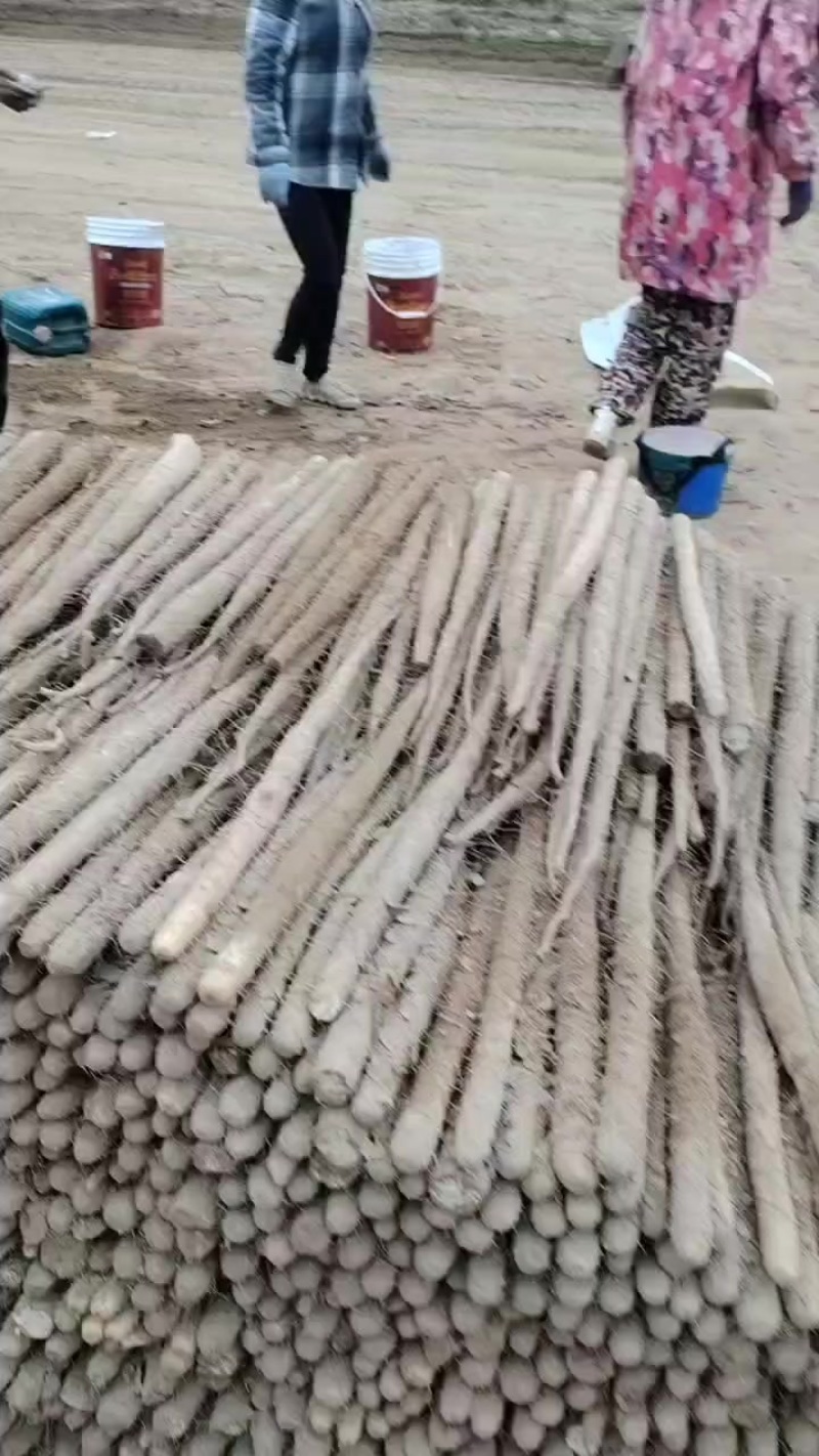 内黄沙土地山药大量上市各种规格全部现货