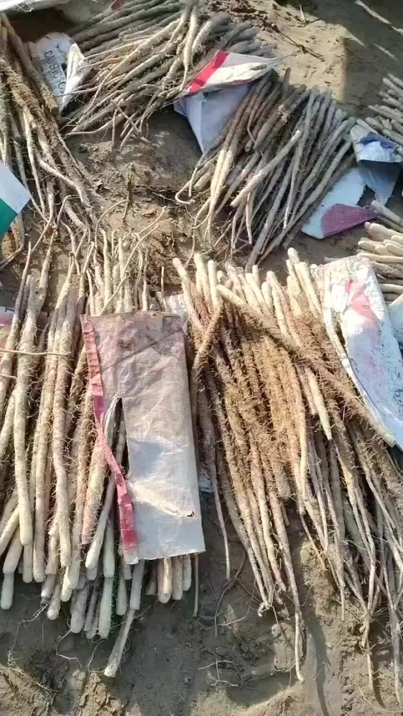 内黄沙土地山药大量上市各种规格全部现货
