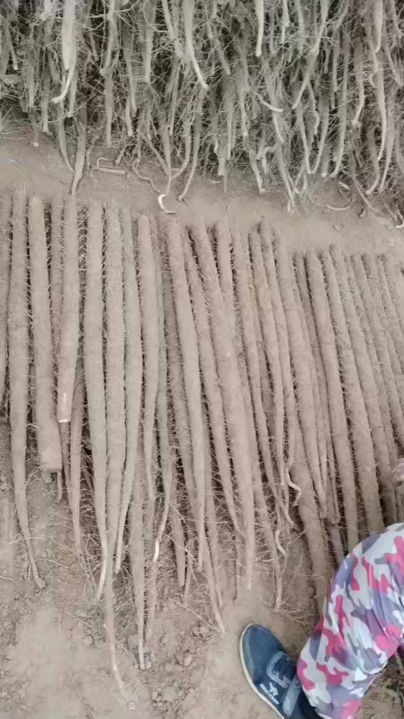 内黄沙土地山药大量上市各种规格全部现货