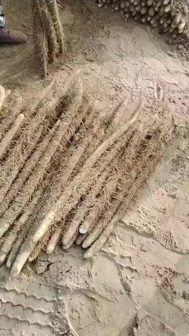 内黄沙土地山药大量上市各种规格全部现货